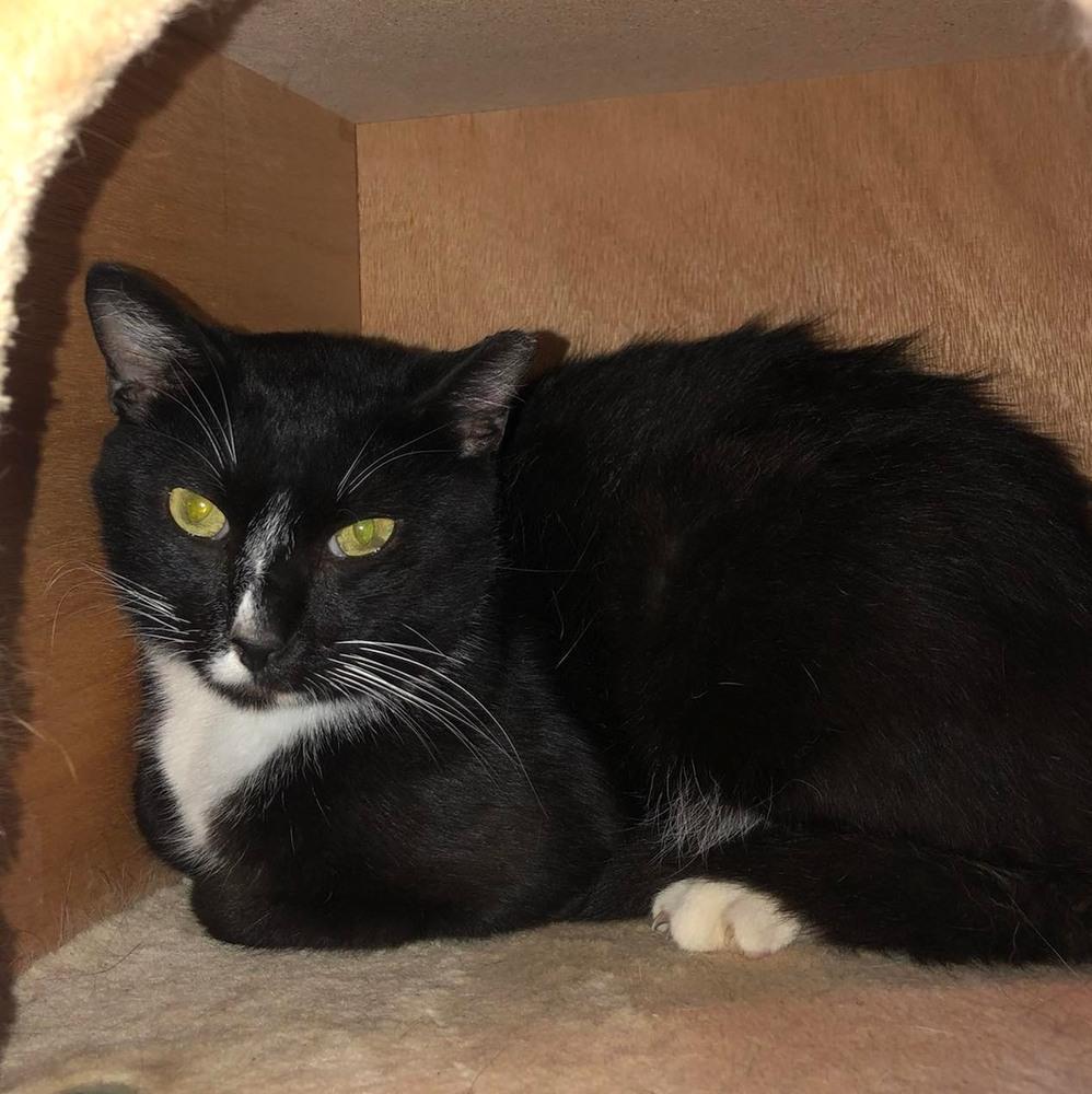 Enlarge LARRY (DOB ~DECEMBER 2021), a Adoptable Domestic Short Hair in Burlington, NC image 4/6