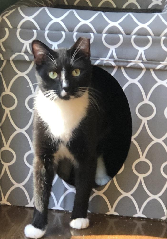 Enlarge LARRY (DOB ~DECEMBER 2021), a Adoptable Domestic Short Hair in Burlington, NC image 6/6