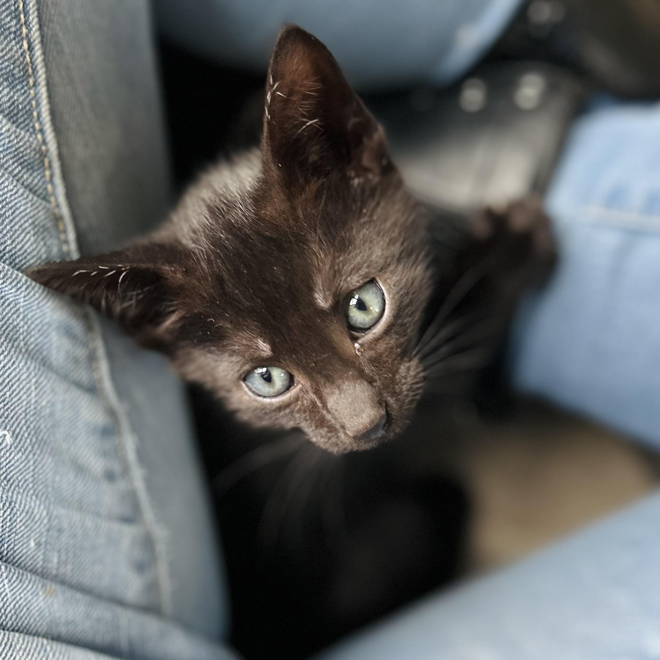 Rune, an adopted American Shorthair in Seguin, TX image 2/2