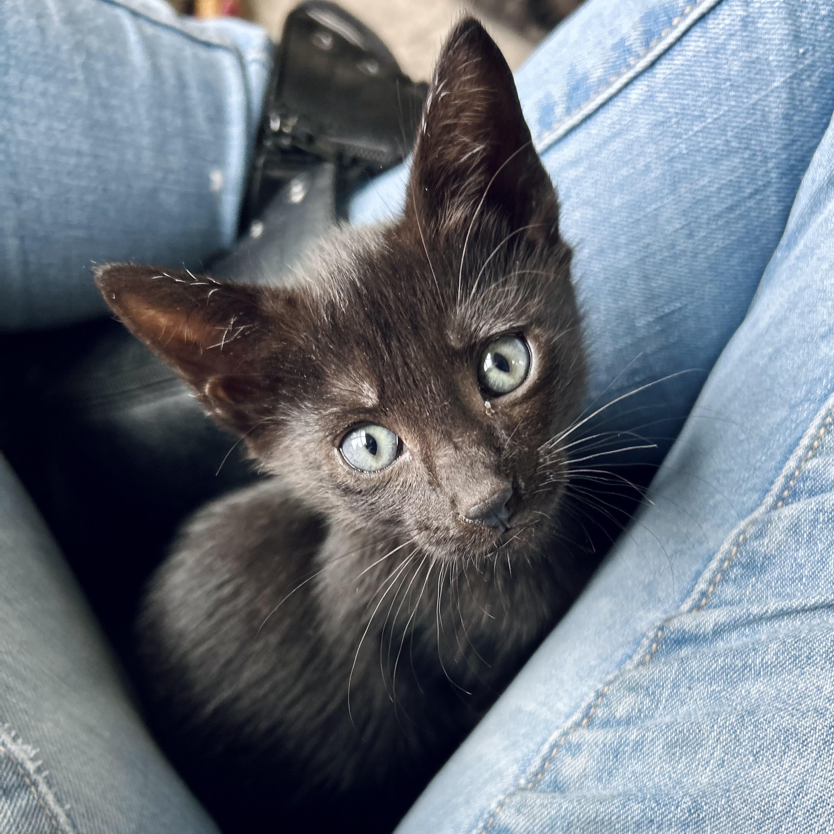Rune, adopted, Kitten Male American Shorthair.