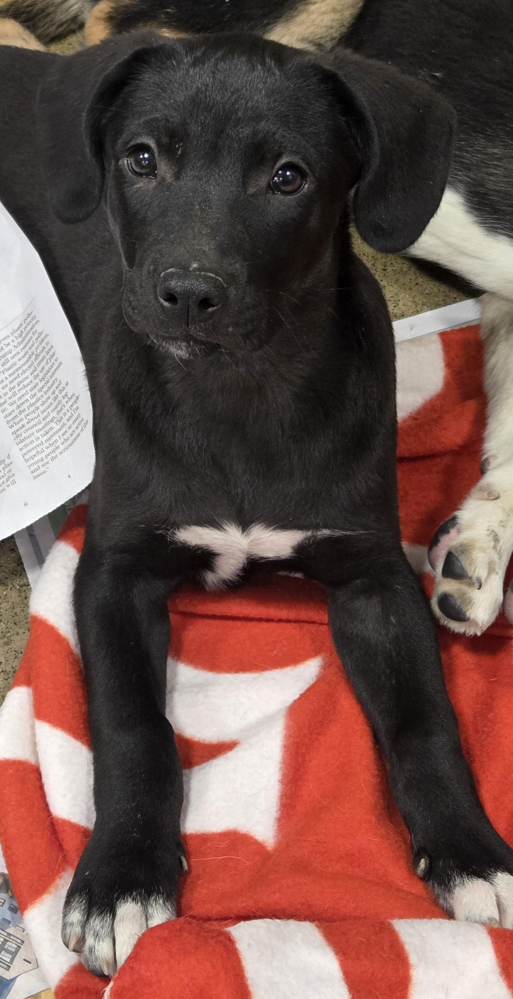 Forrest, adopted, Puppy Male Black Labrador Retriever & Hound.