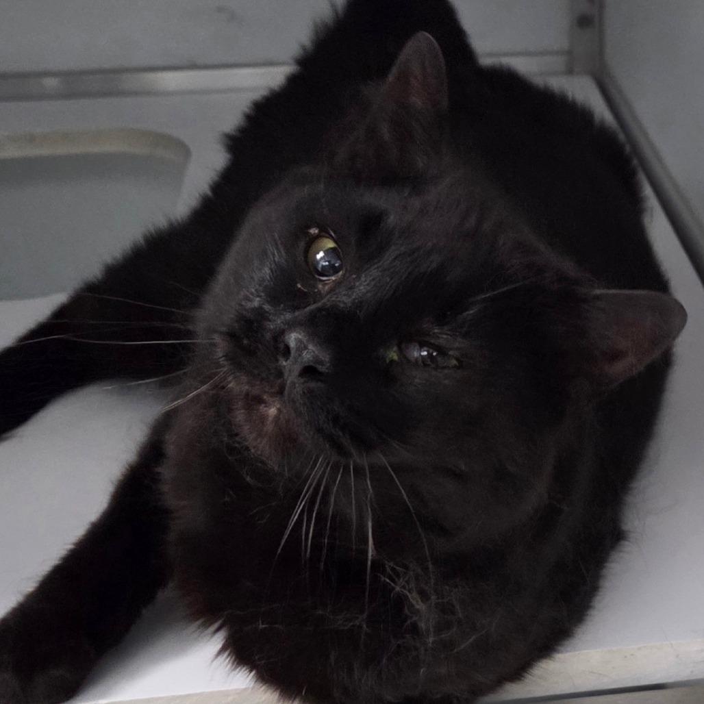 Robert, Adoptable, Adult Male Domestic Short Hair.