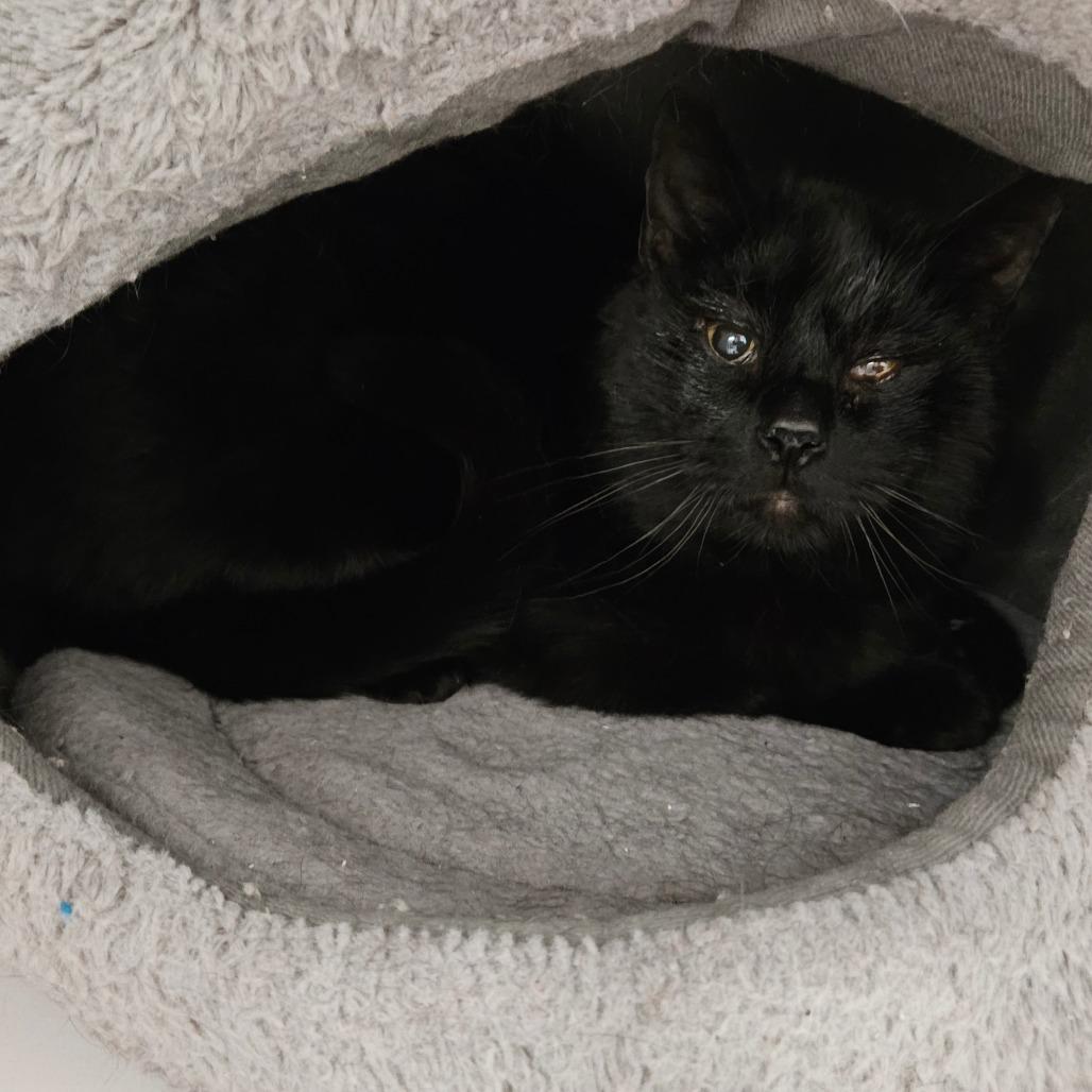 Robert, a Adoptable Domestic Short Hair in Oneonta, NY image 2/6