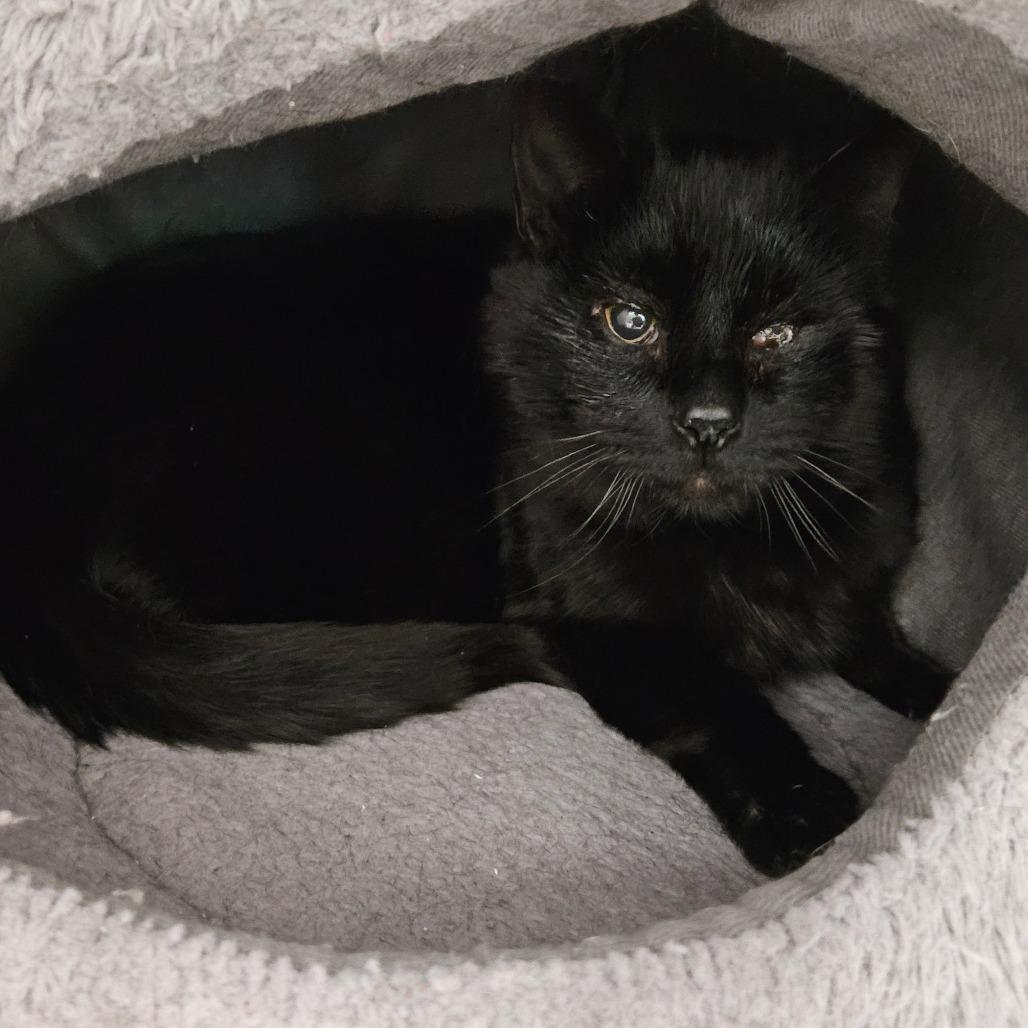 Robert, a Adoptable Domestic Short Hair in Oneonta, NY image 3/6