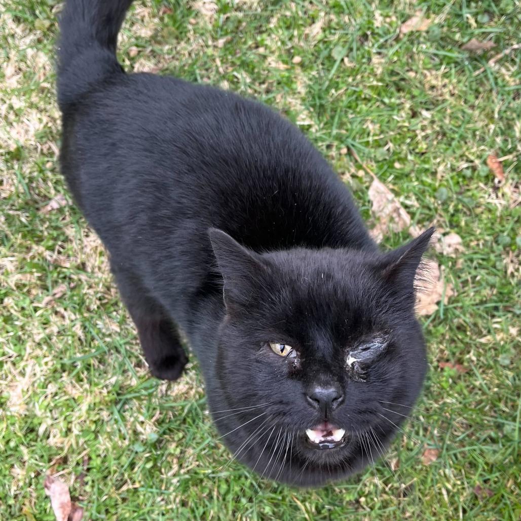 Robert, a Adoptable Domestic Short Hair in Oneonta, NY image 4/6