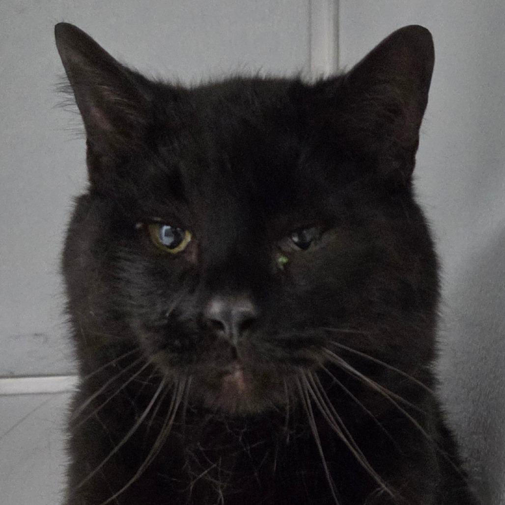 Robert, a Adoptable Domestic Short Hair in Oneonta, NY image 5/6