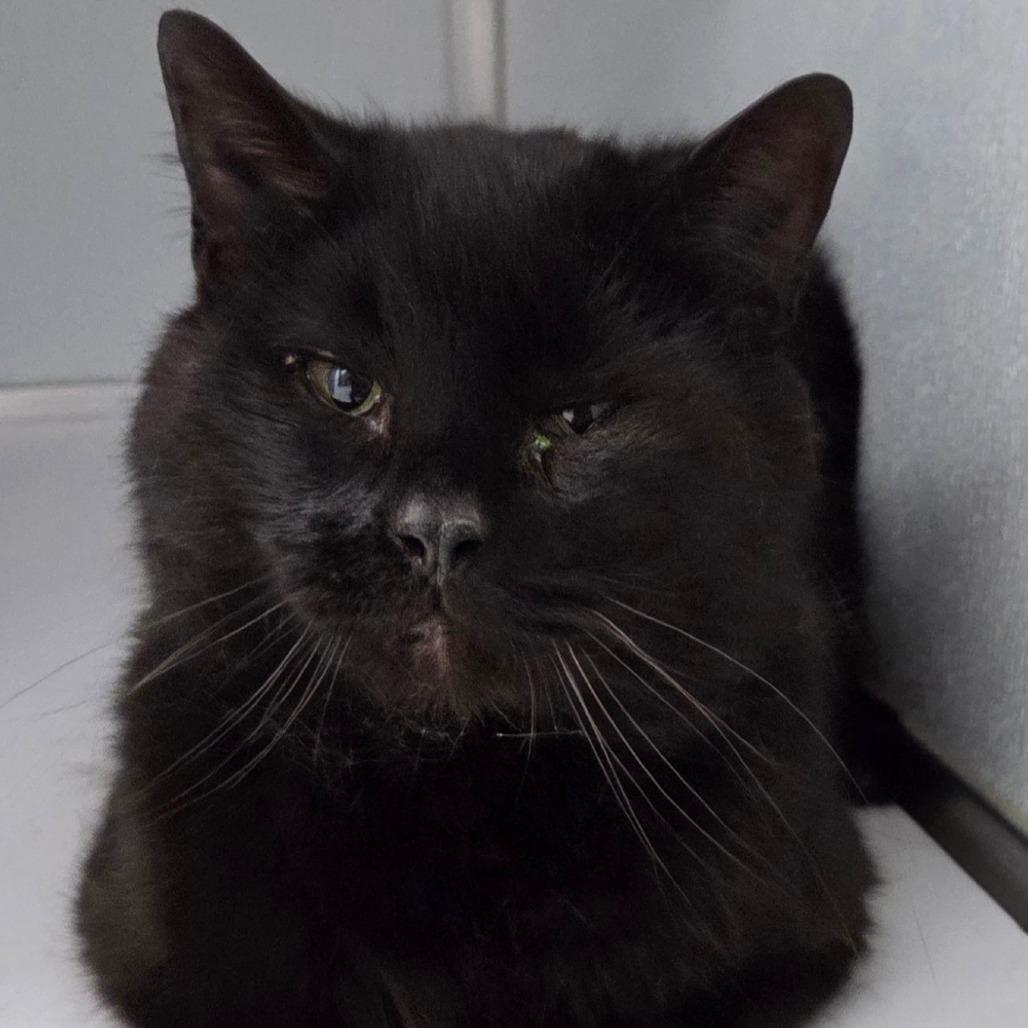 Robert, a Adoptable Domestic Short Hair in Oneonta, NY image 6/6