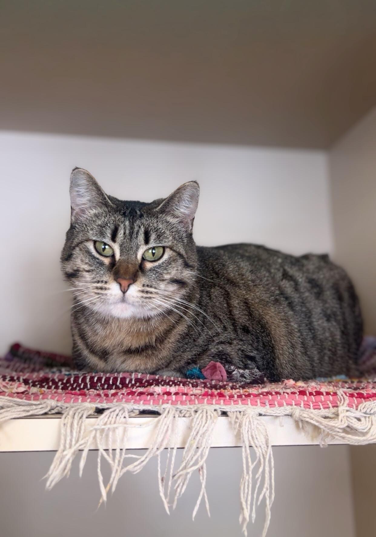 Snickers, ADOPTABLE, Adult Female Domestic Short Hair.