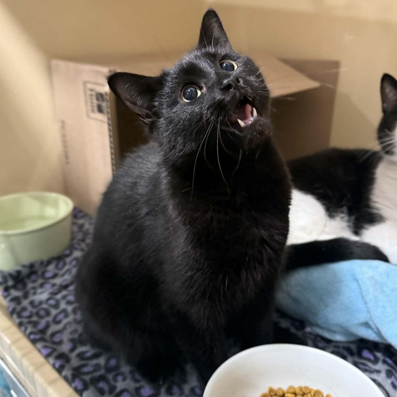 Enlarge Mekhai, an adopted mixed breed in Penn Yan, NY image 4/4