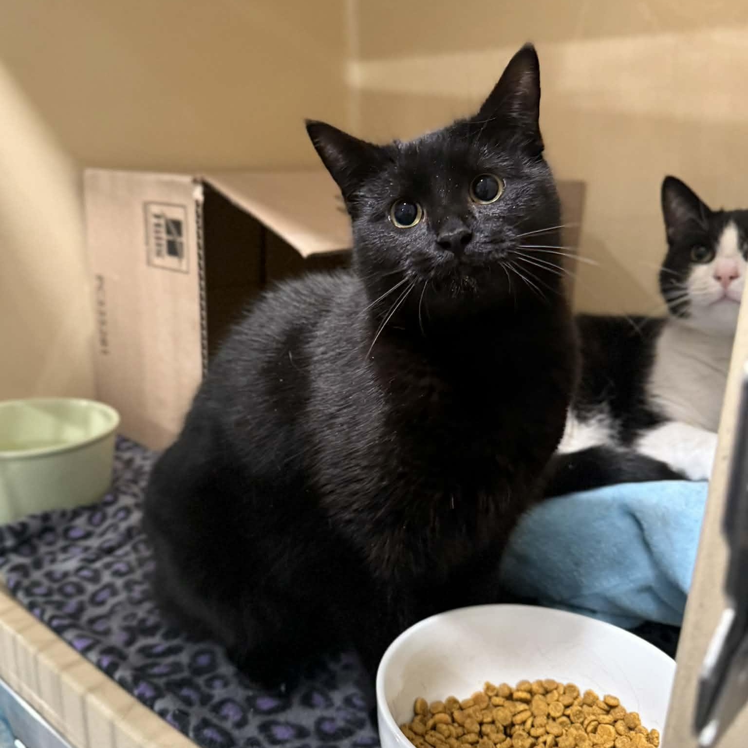 Enlarge Mekhai, an adopted mixed breed in Penn Yan, NY image 3/4