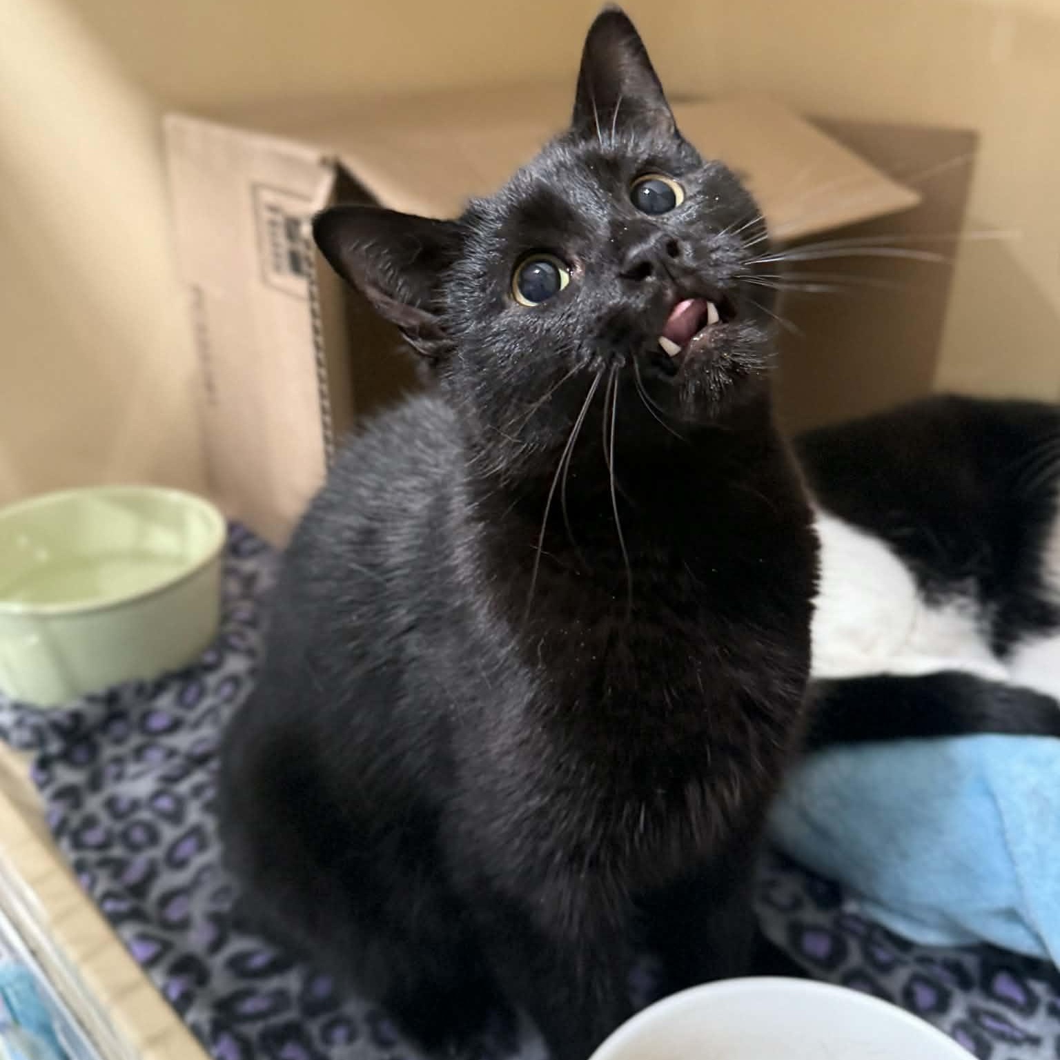 Enlarge Mekhai, an adopted mixed breed in Penn Yan, NY image 2/4