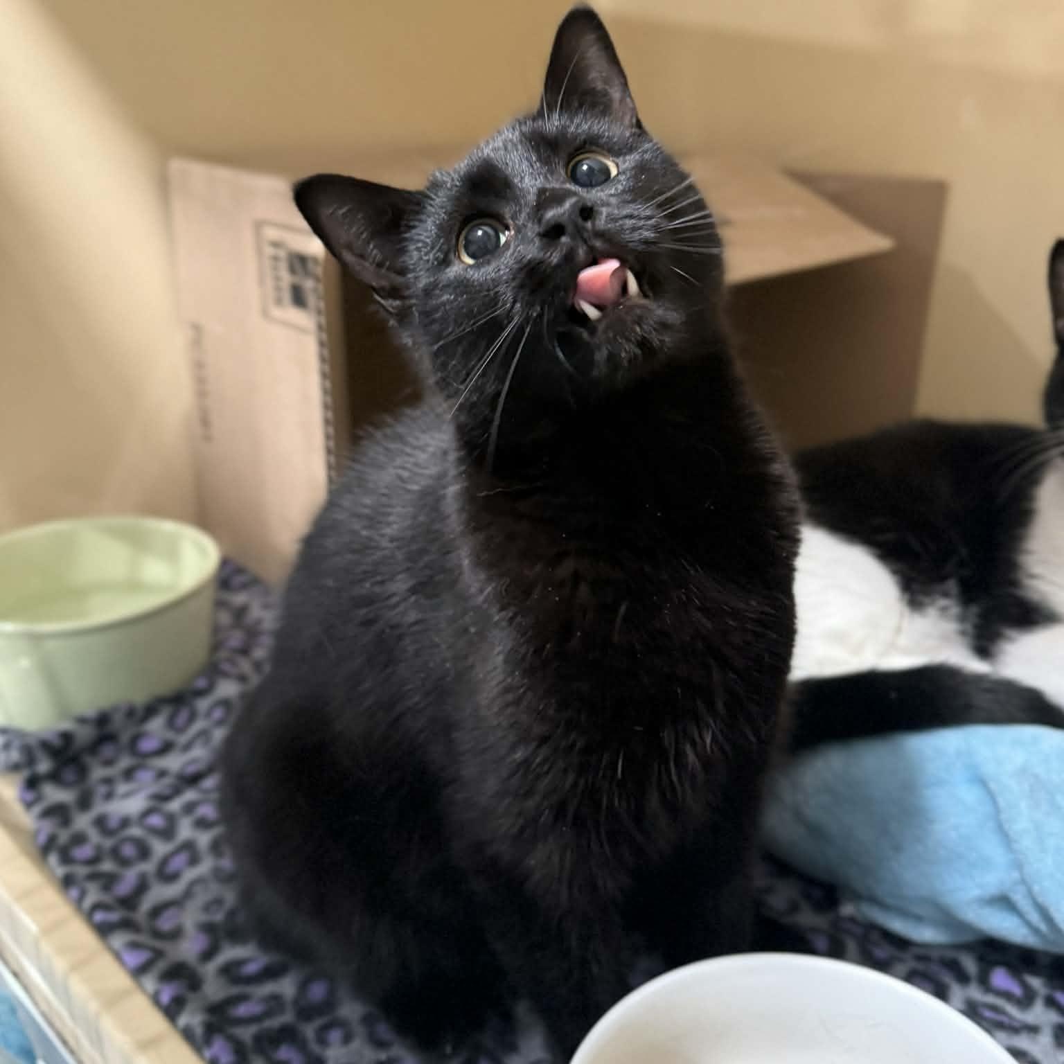 Mekhai, adopted, Kitten Male Domestic Short Hair.