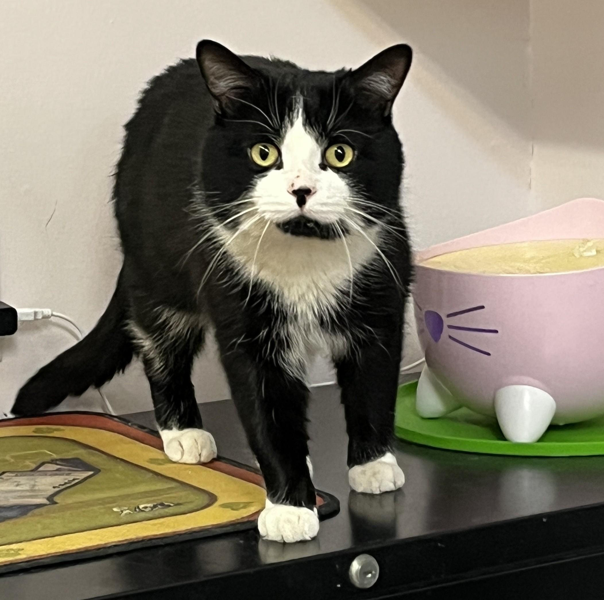 ARTHUR (CR/SC), adopted, Adult Male American Shorthair.