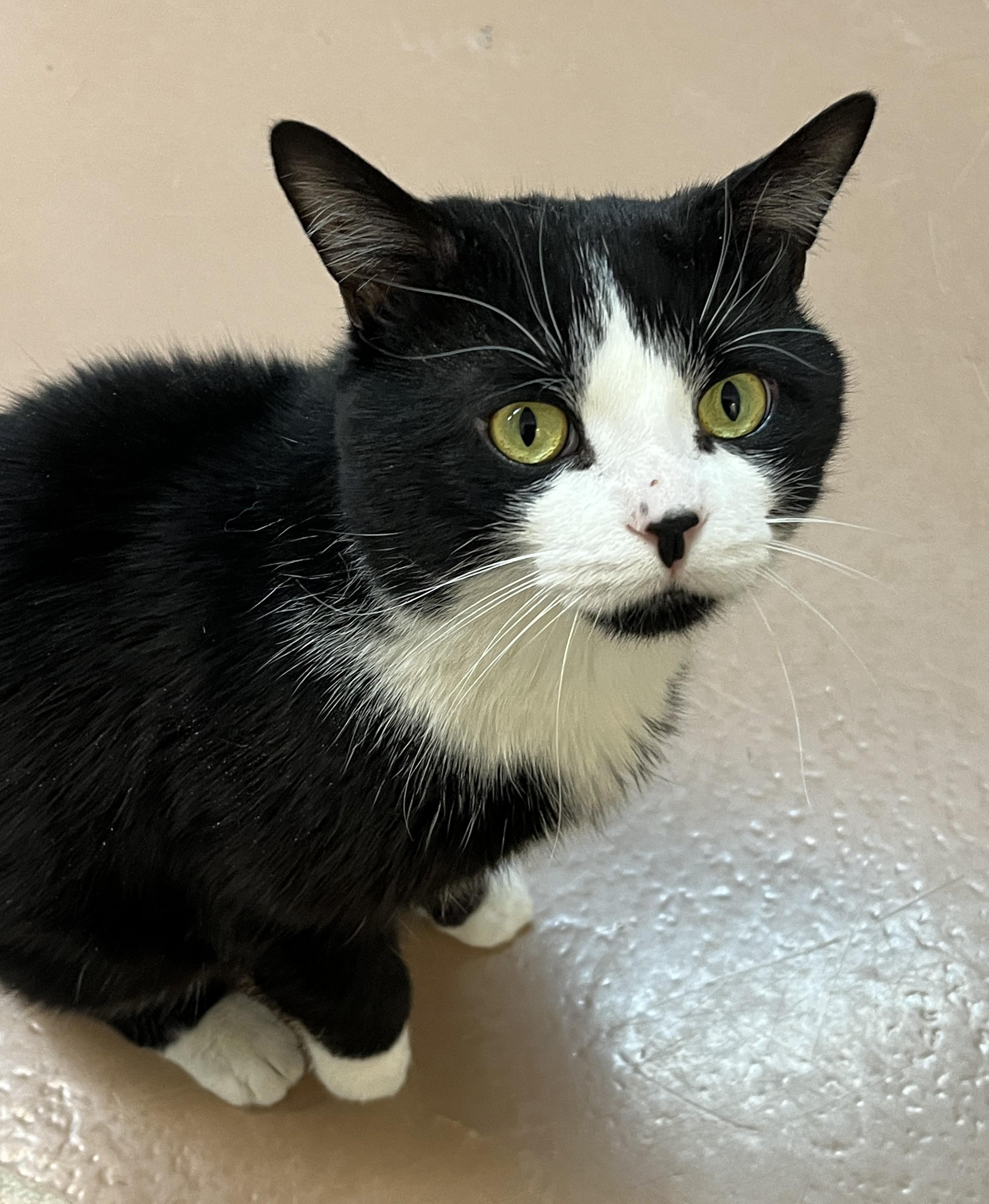 Enlarge ARTHUR (CR/SC), an adopted American Shorthair in Sainte-Angele-de-Monnoir, QC image 4/6