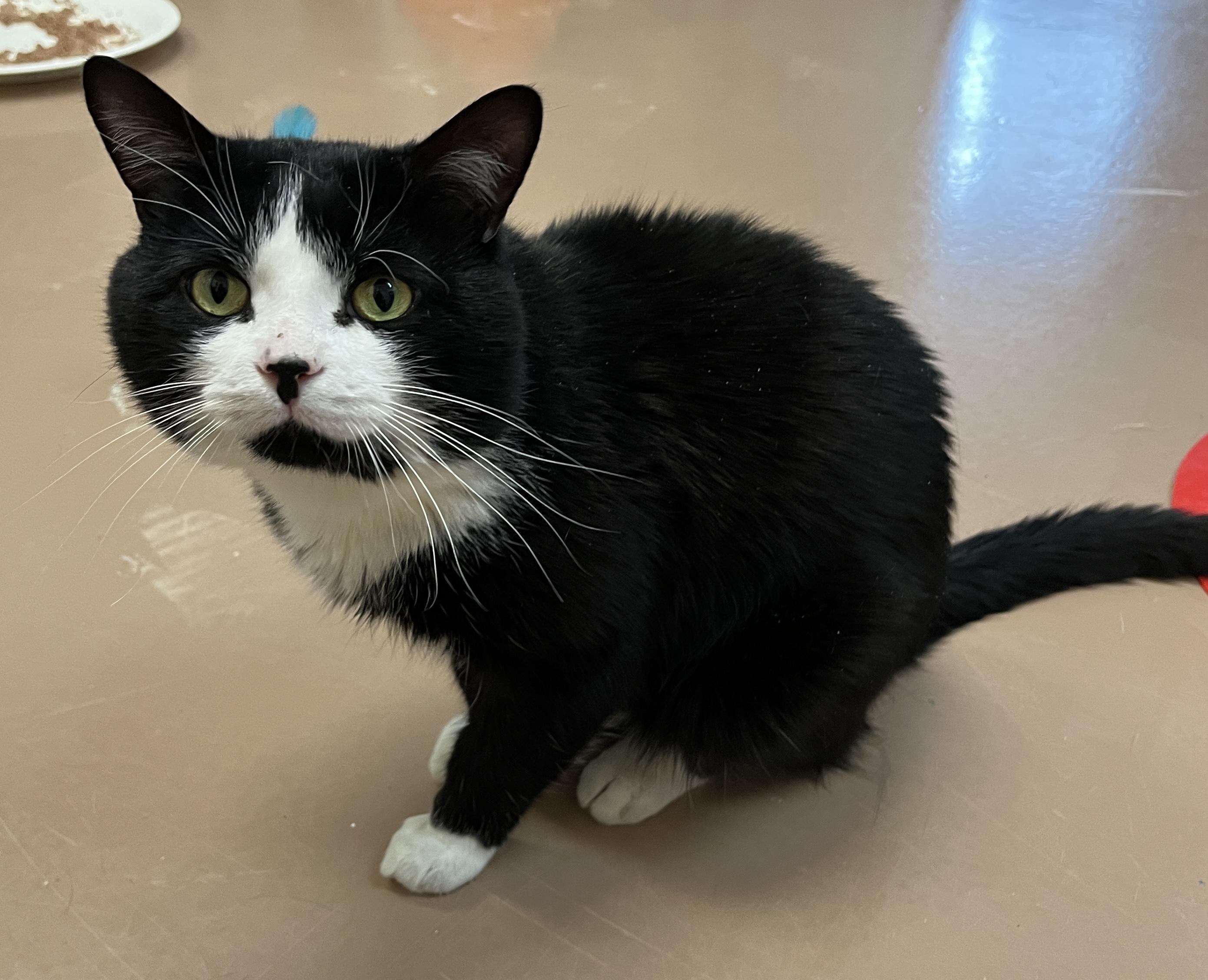 Enlarge ARTHUR (CR/SC), an adopted American Shorthair in Sainte-Angele-de-Monnoir, QC image 5/6