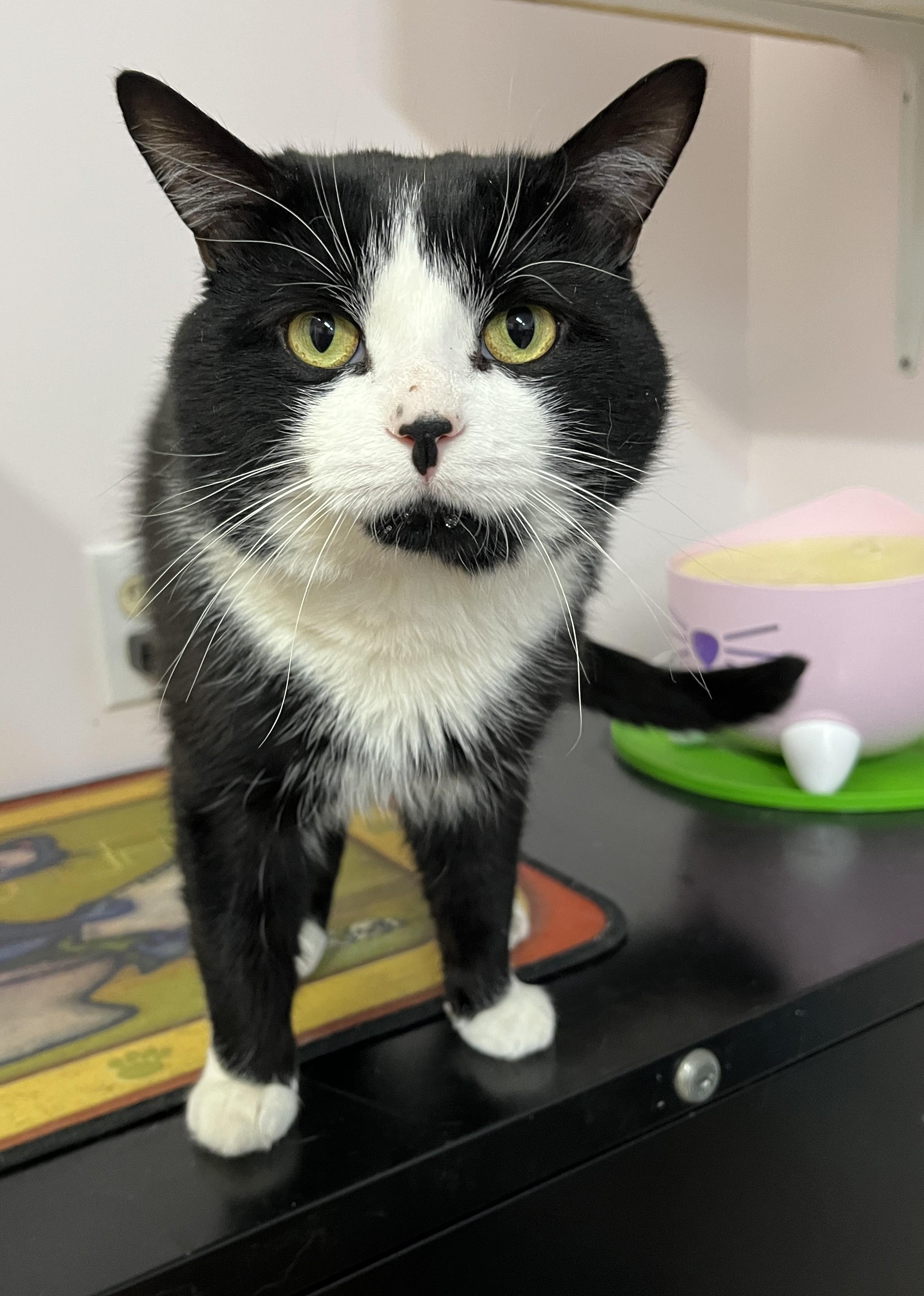 Enlarge ARTHUR (CR/SC), an adopted American Shorthair in Sainte-Angele-de-Monnoir, QC image 2/6