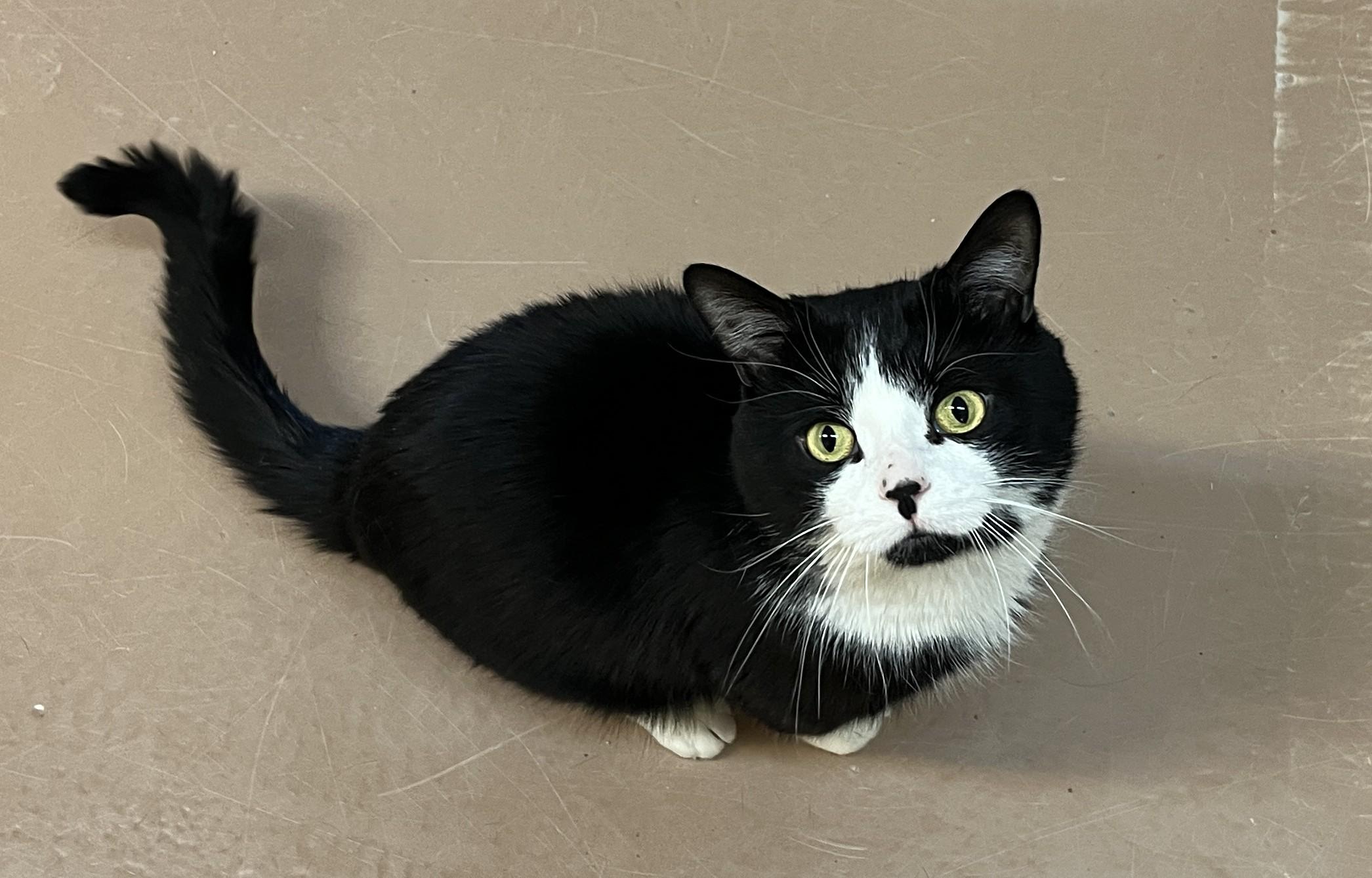 Enlarge ARTHUR (CR/SC), an adopted American Shorthair in Sainte-Angele-de-Monnoir, QC image 3/6