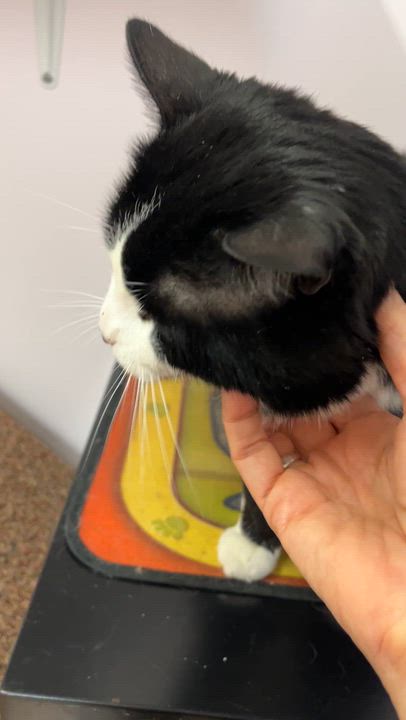 Enlarge ARTHUR (CR/SC), an adopted American Shorthair in Sainte-Angele-de-Monnoir, QC video 6/6