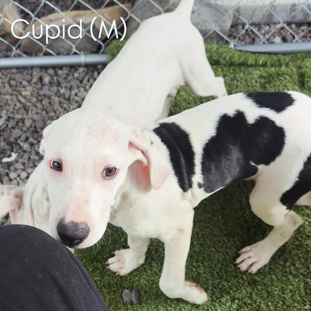Enlarge Cupid (Valentine's Litter), a Adoptable mixed breed in Volcano, HI image 1/3