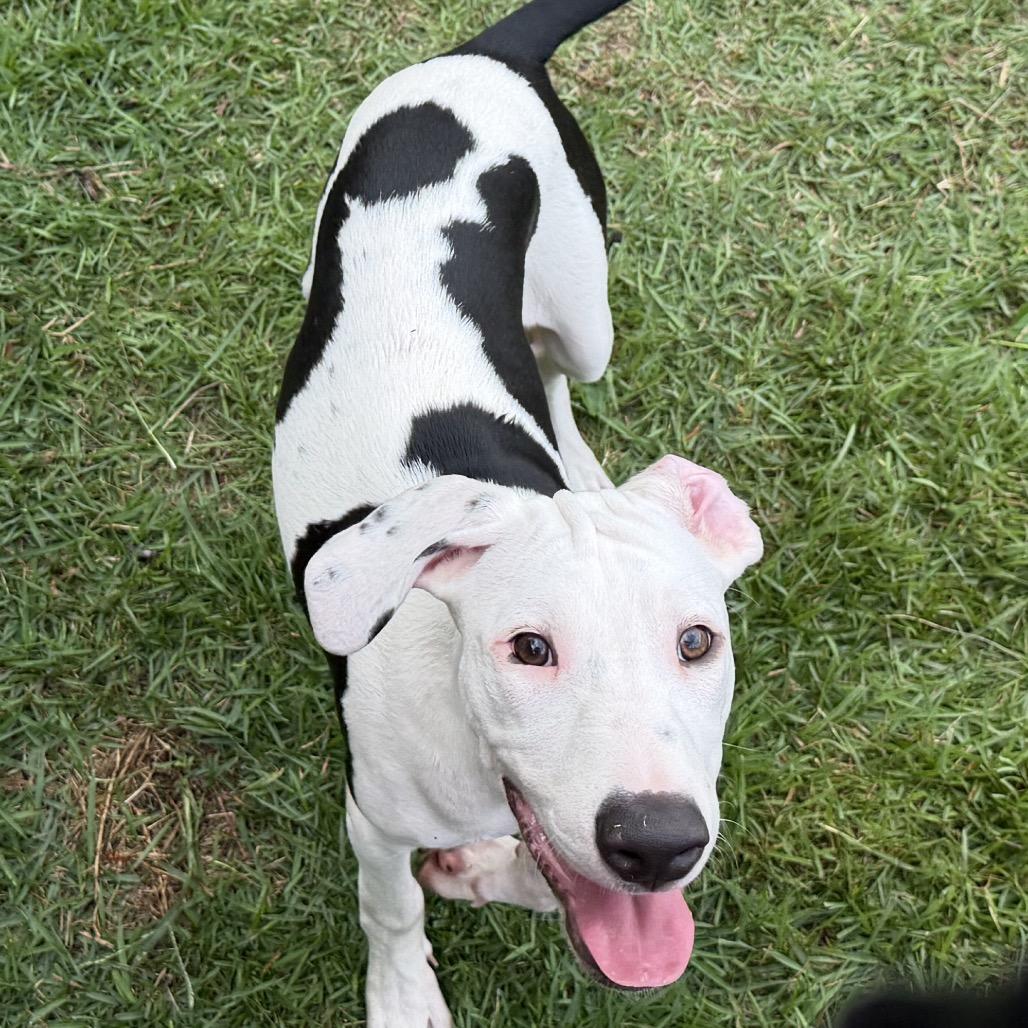 Enlarge Cupid (Valentine's Litter), a Adoptable mixed breed in Volcano, HI image 2/6