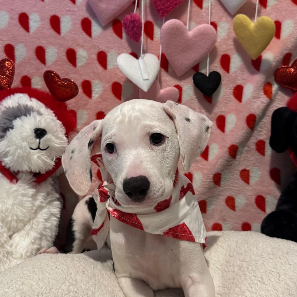 Enlarge Cupid (Valentine's Litter), a Adoptable mixed breed in Volcano, HI image 2/3