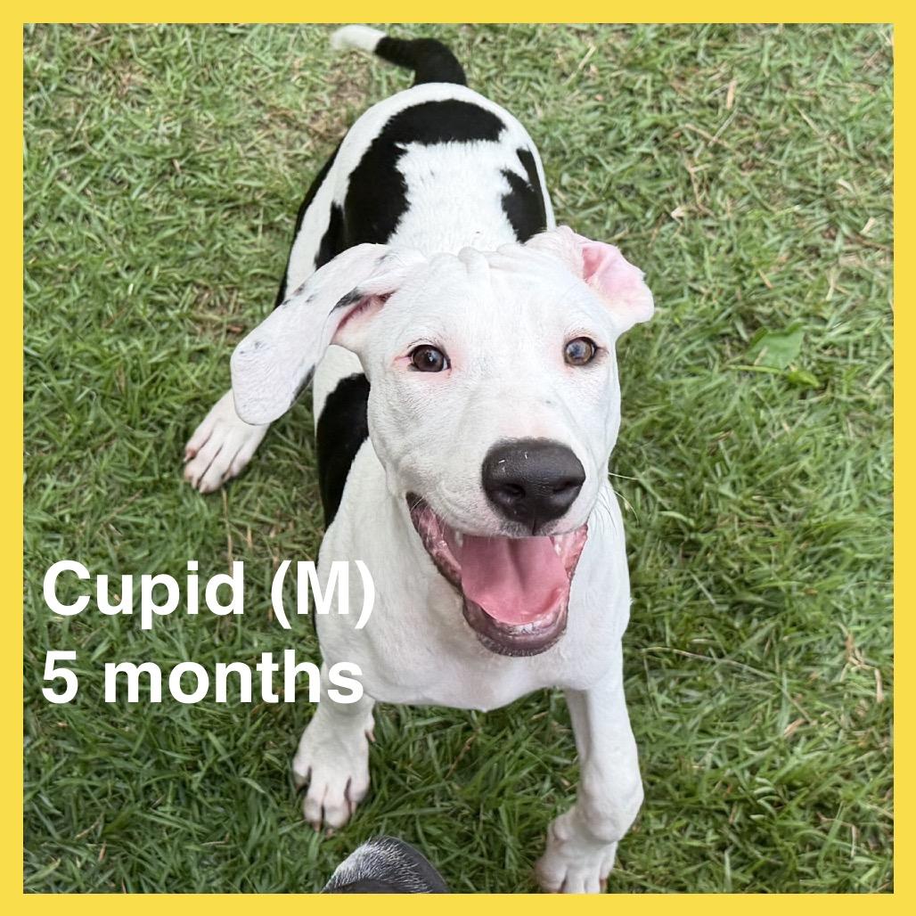 Enlarge Cupid (Valentine's Litter), a Adoptable mixed breed in Volcano, HI image 4/6