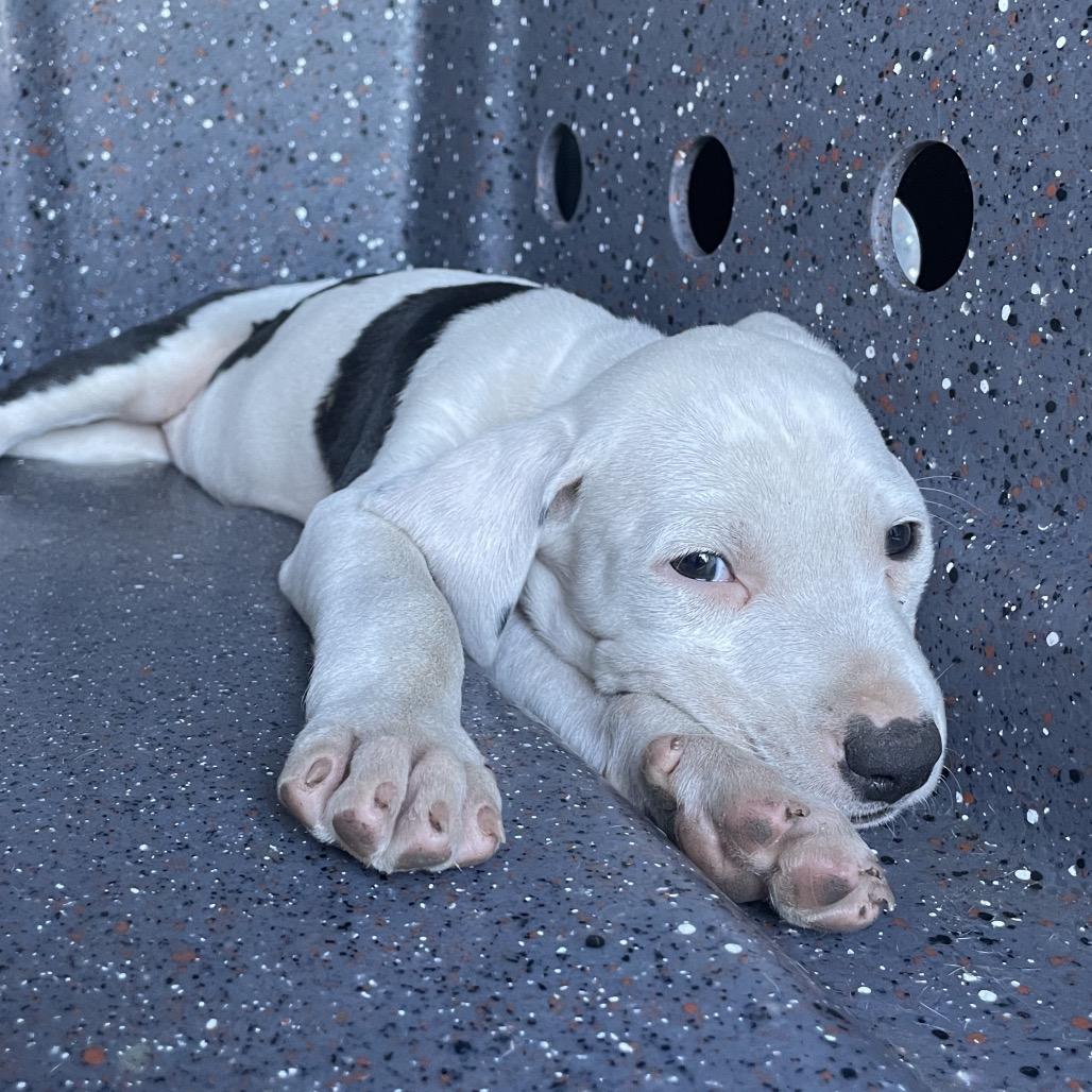 Enlarge Cupid (Valentine's Litter), a Adoptable mixed breed in Volcano, HI image 3/3