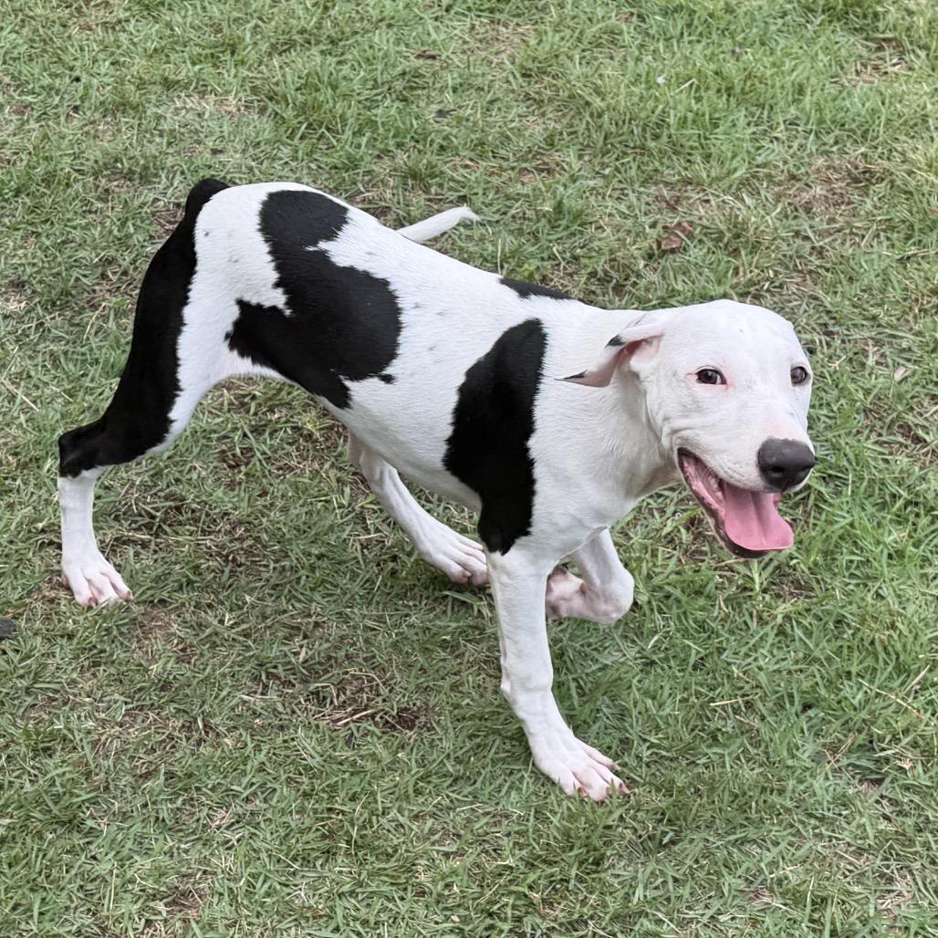 Enlarge Cupid (Valentine's Litter), a Adoptable mixed breed in Volcano, HI image 6/6