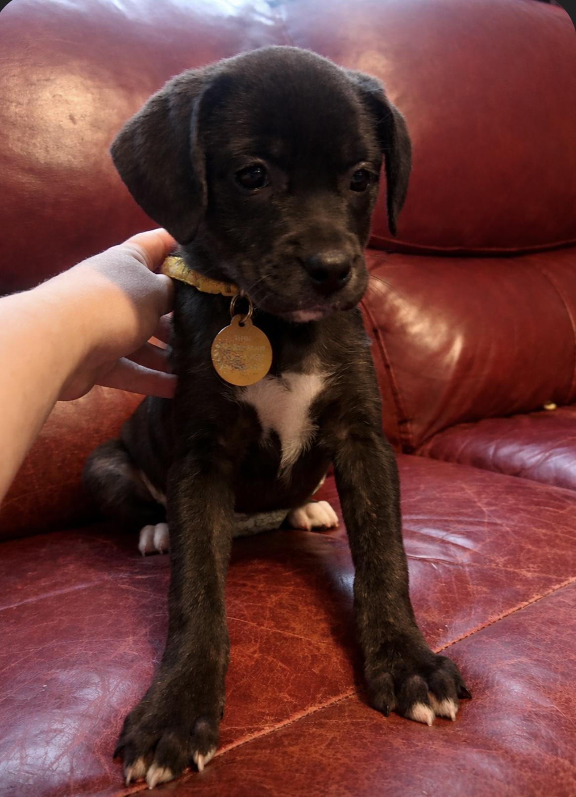 River, Adoptable, Puppy Female Beagle & Labrador Retriever.