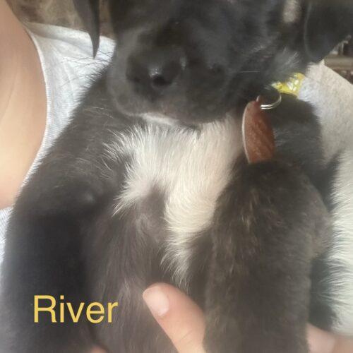 River, a Adoptable mixed breed in Christiansburg, VA image 1/3