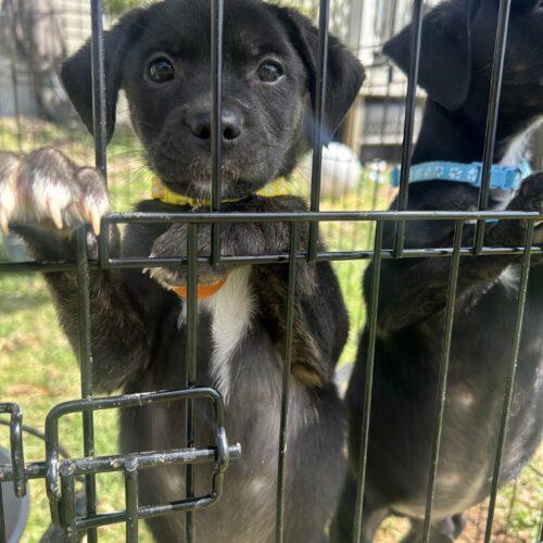 River, a Adoptable mixed breed in Christiansburg, VA image 3/3