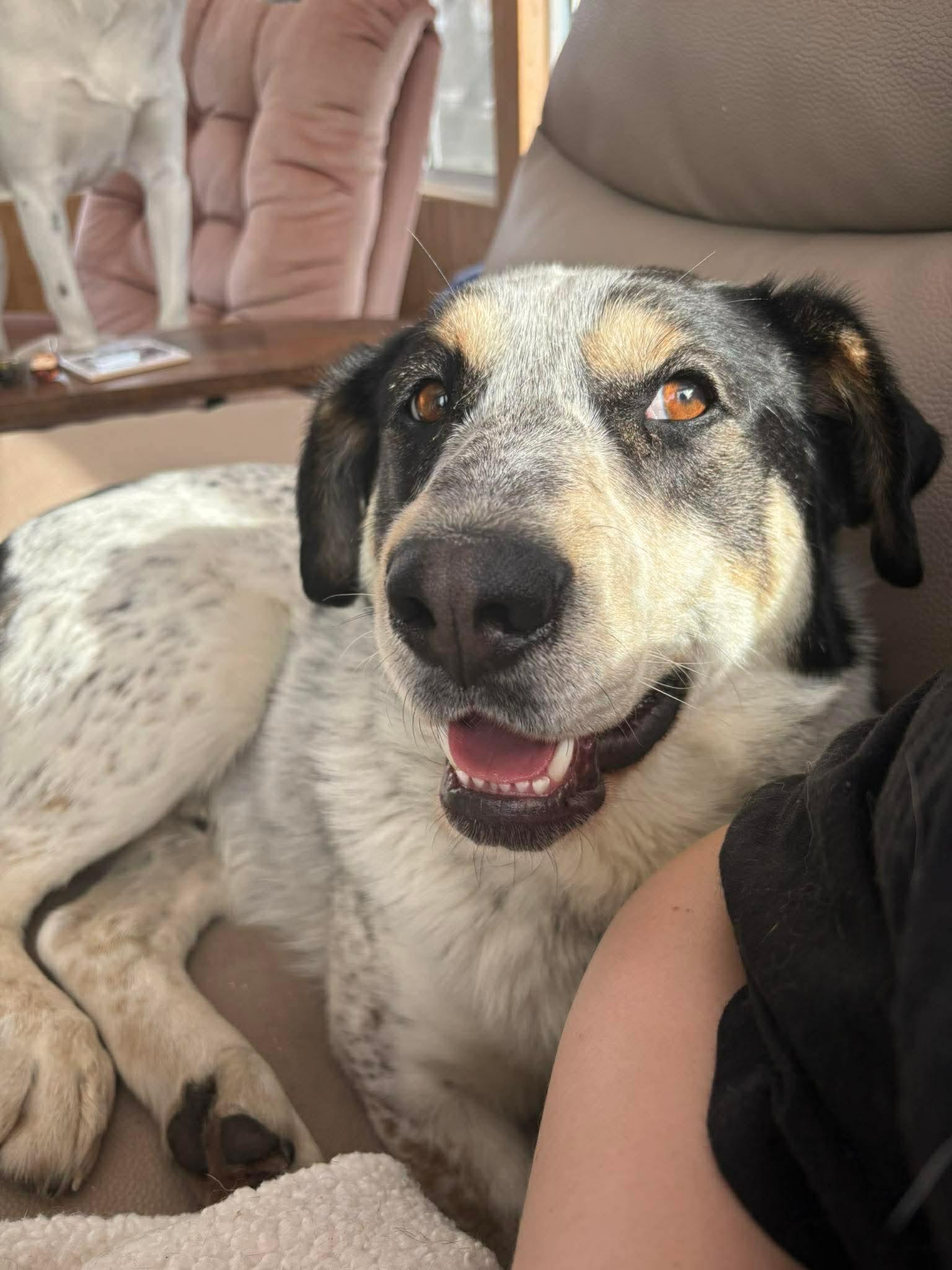 Enlarge Spartacus , a ADOPTABLE mixed breed in Winnipeg, MB image 5/6