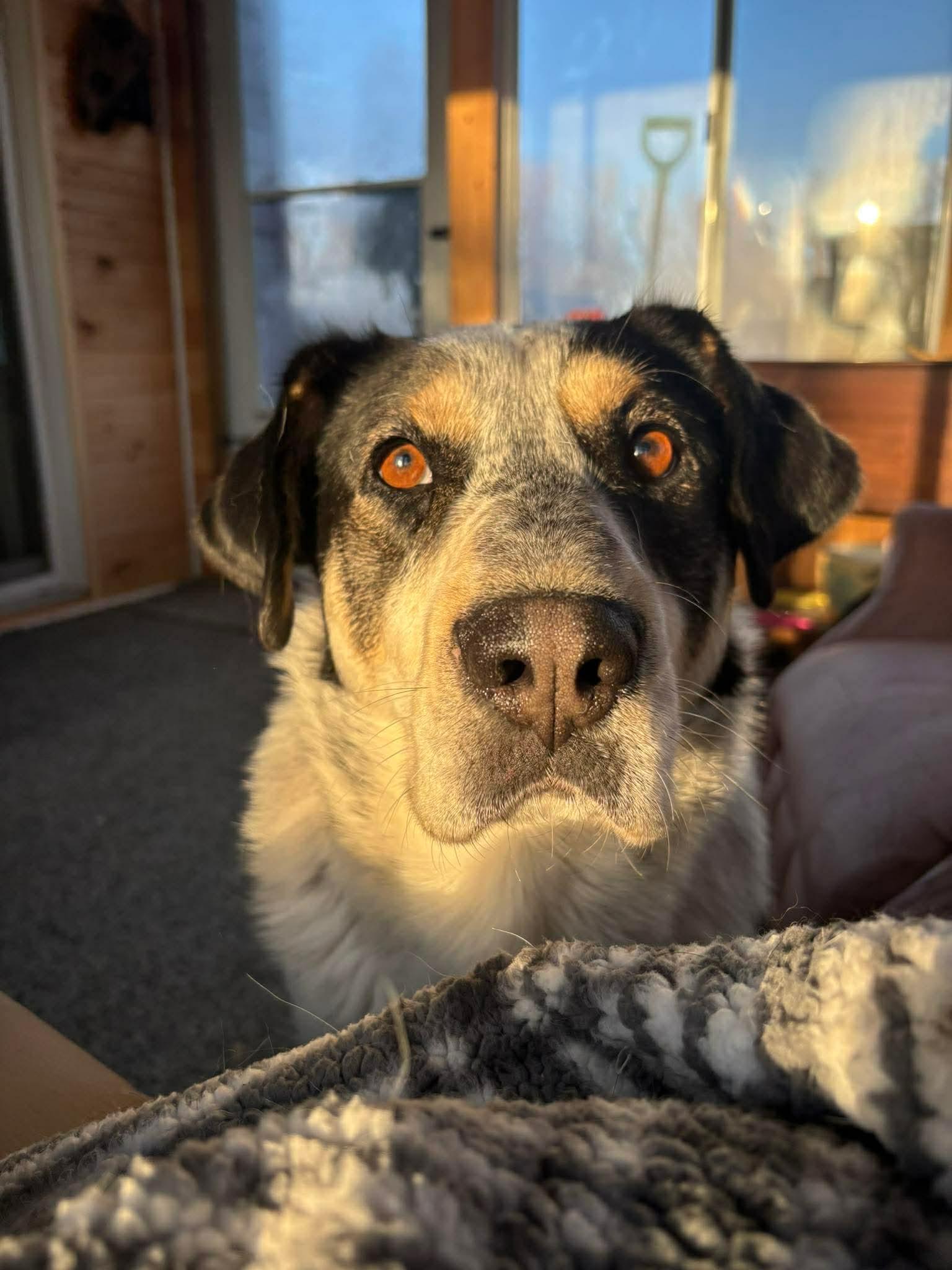 Spartacus , ADOPTABLE, Adult Male Border Collie & Mixed Breed.
