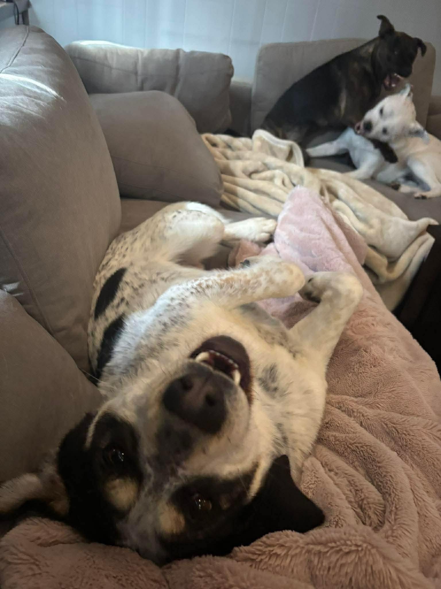 Enlarge Spartacus , a ADOPTABLE mixed breed in Winnipeg, MB image 6/6