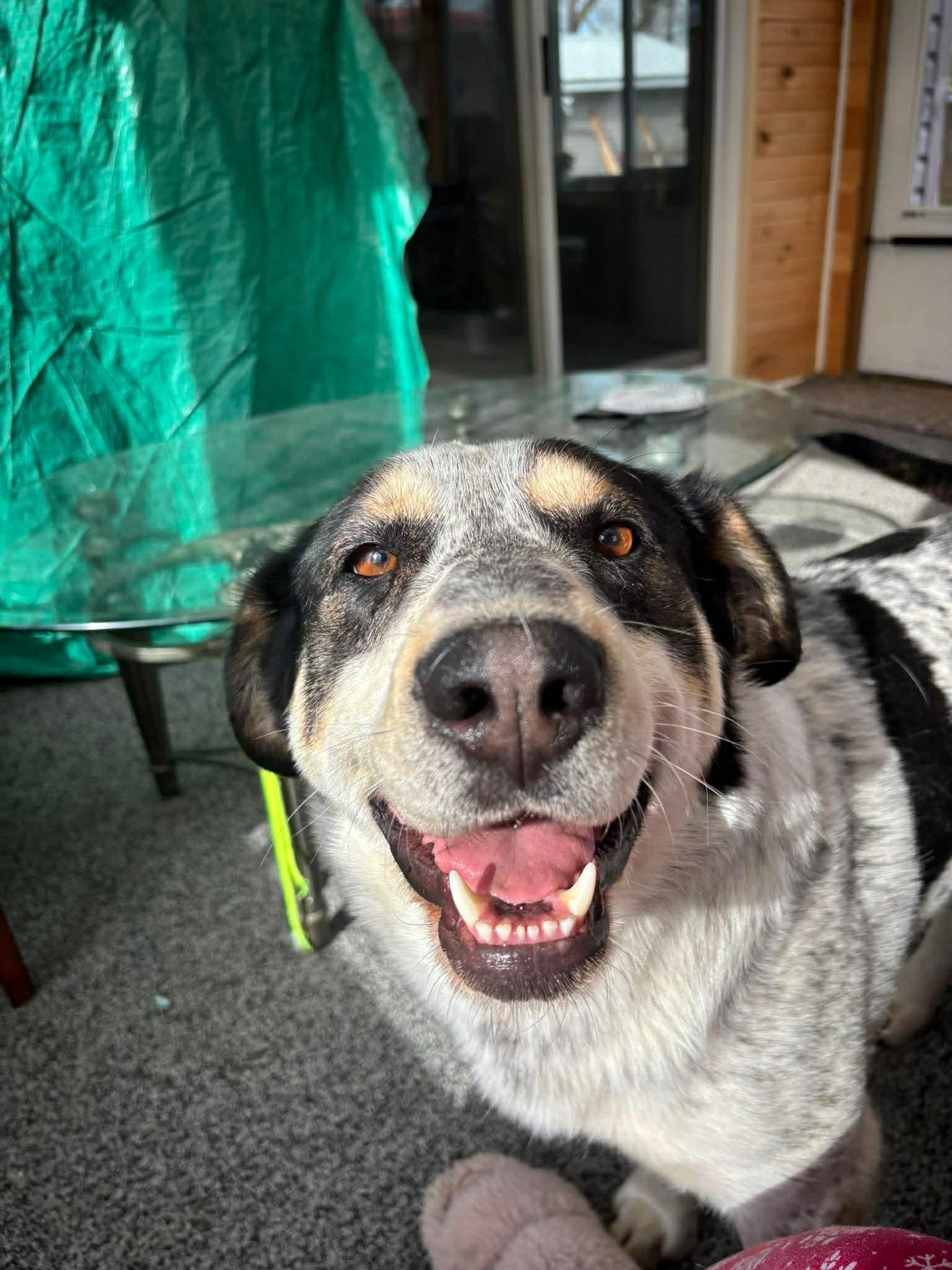 Enlarge Spartacus , a ADOPTABLE mixed breed in Winnipeg, MB image 4/6