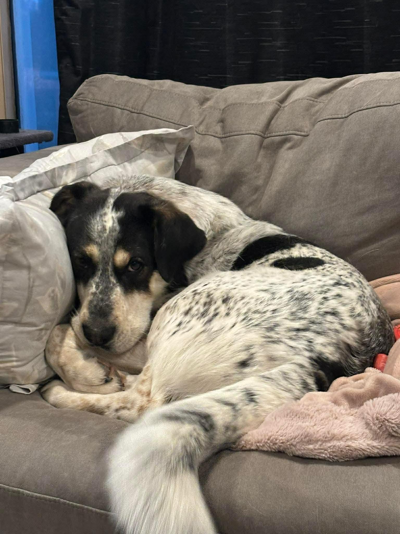 Enlarge Spartacus , a ADOPTABLE mixed breed in Winnipeg, MB image 2/6