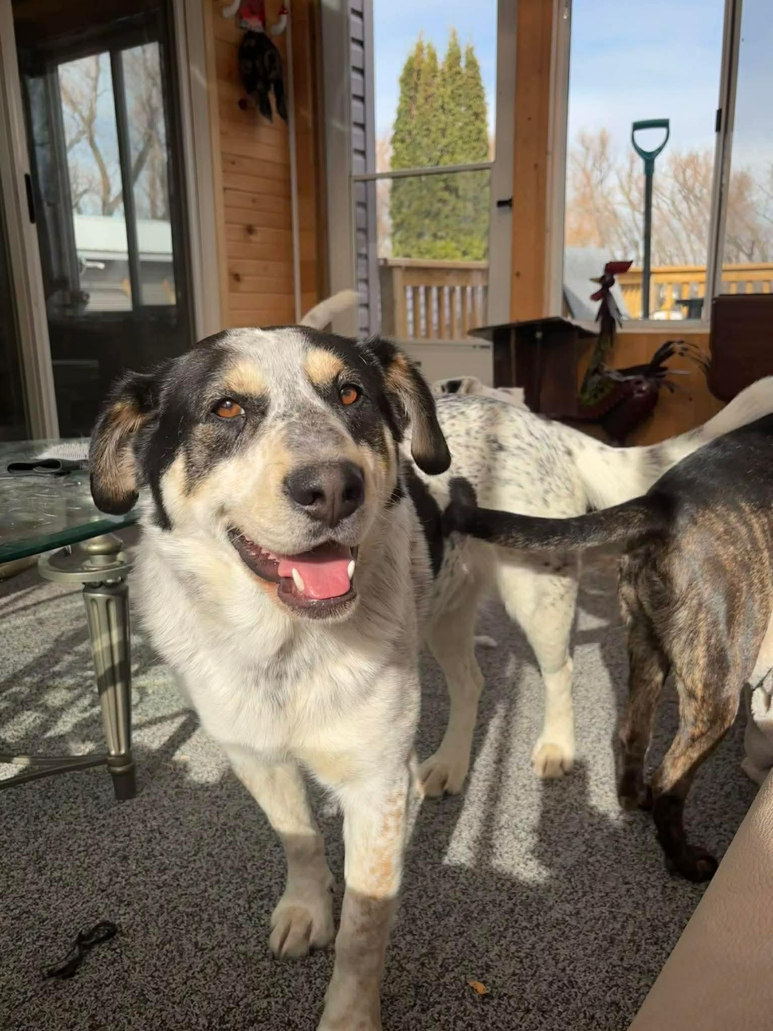 Enlarge Spartacus , a ADOPTABLE mixed breed in Winnipeg, MB image 3/6