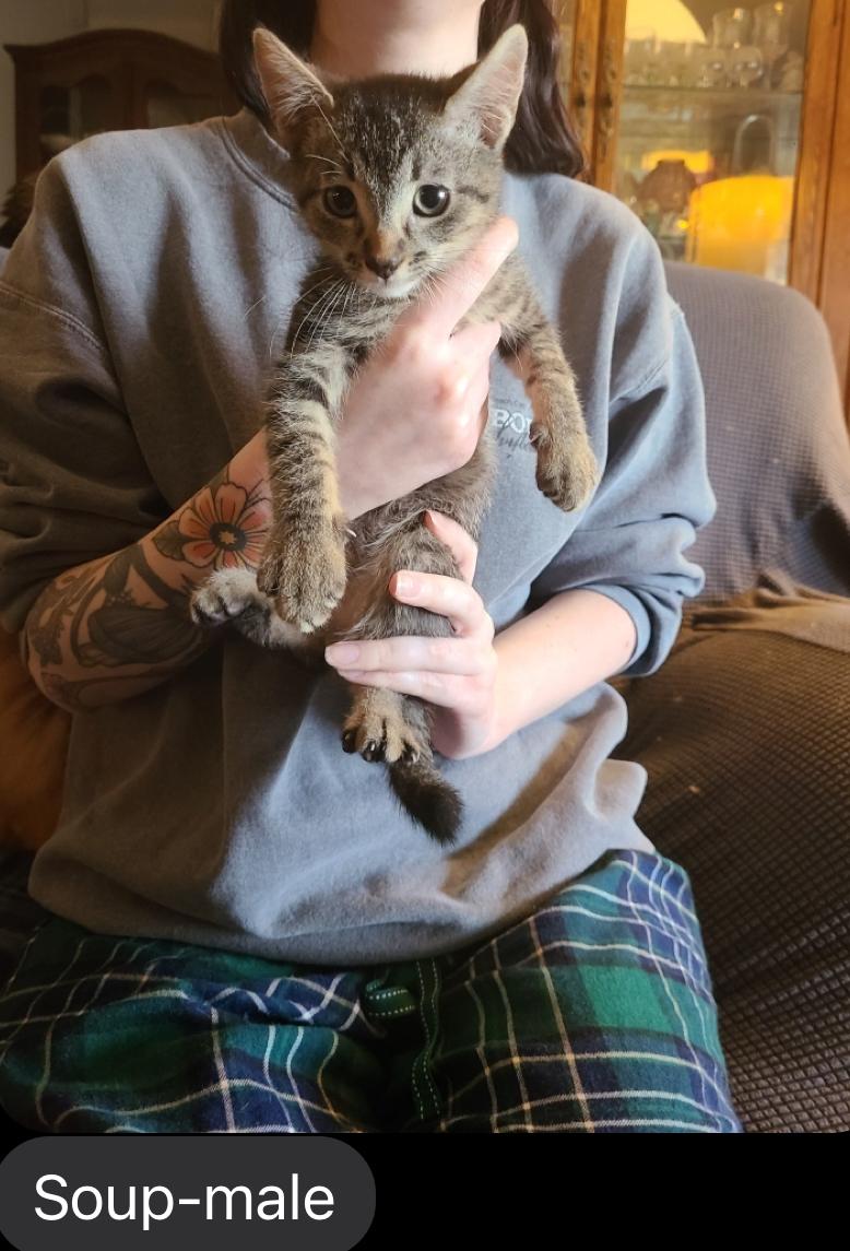 Soup, Adoptable, Kitten Male Domestic Short Hair.