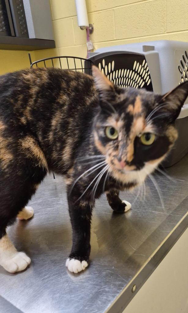 ARTEMIS, Adopted, Adult Female Domestic Short Hair.