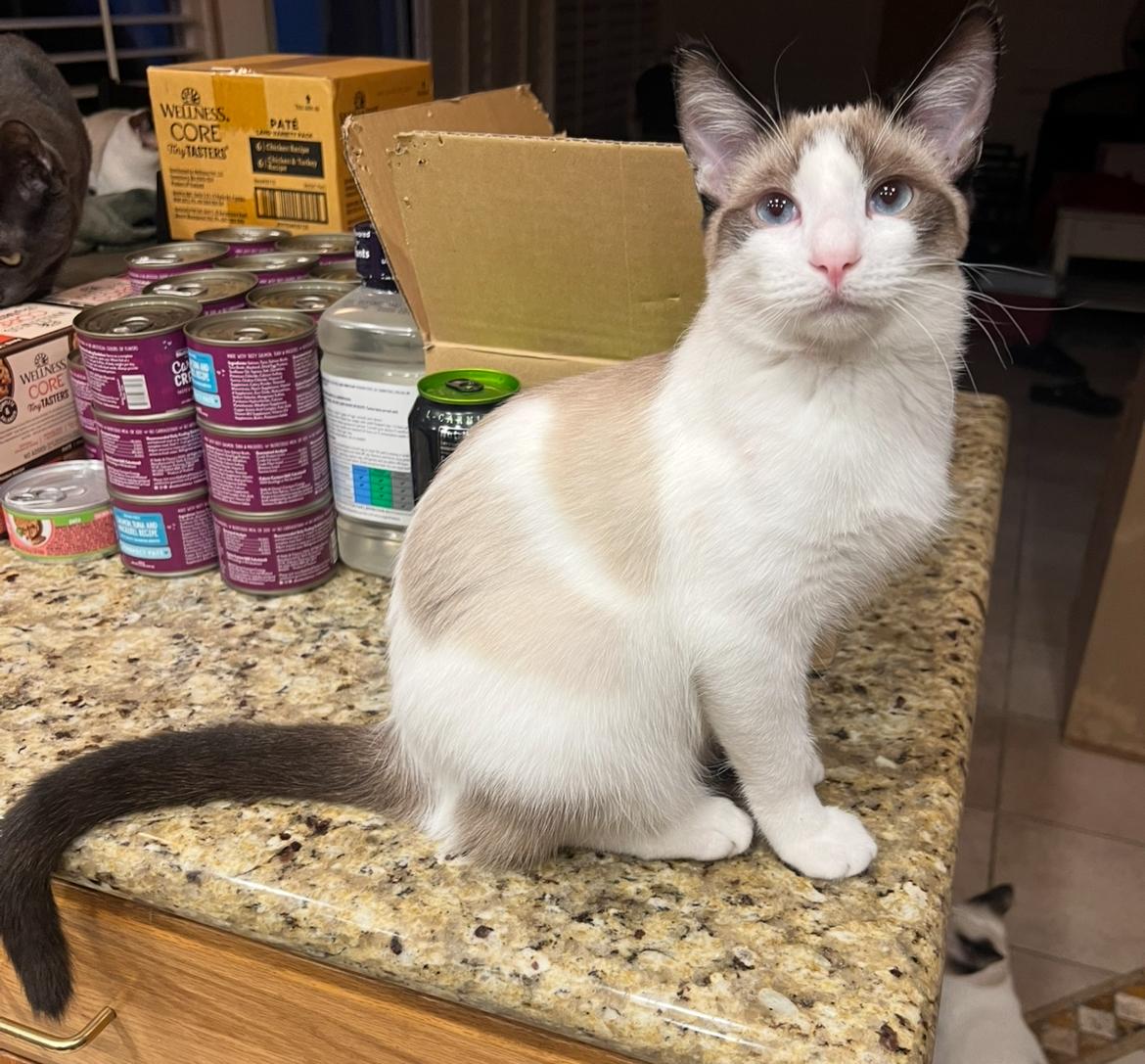 Serene boy, Adoptable, Young Male Siamese.