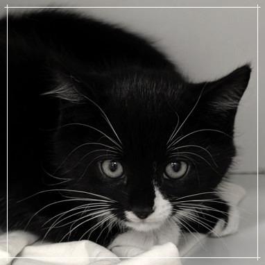 Enlarge Curtis*, a Adoptable mixed breed in Voorhees, NJ image 1/1