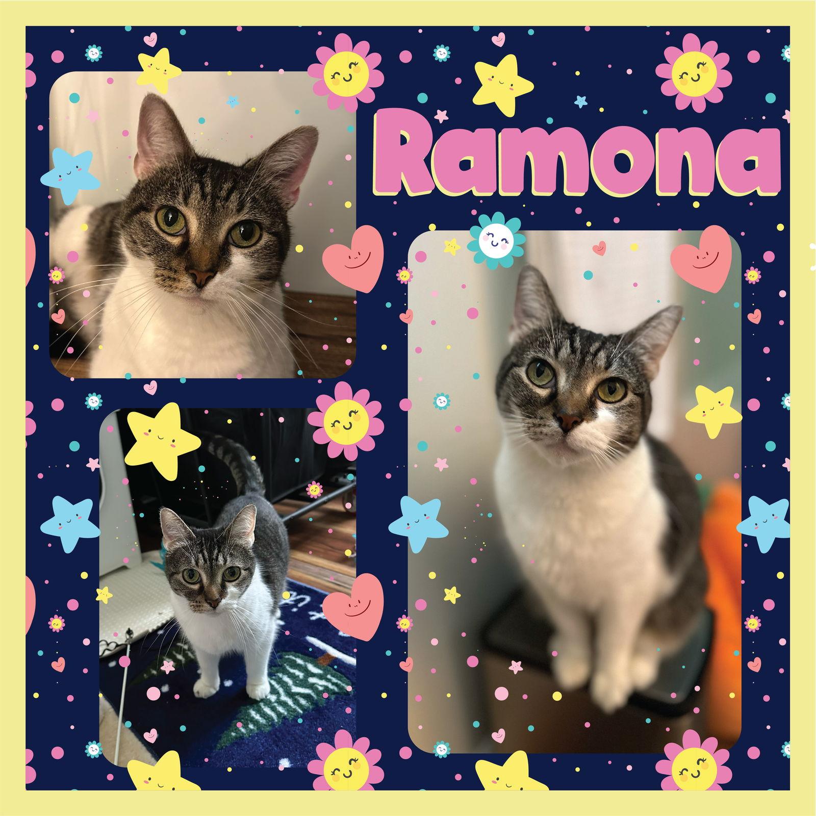 Ramona- Must Apply In Person, Adoptable, Adult Female Tabby & Domestic Short Hair.