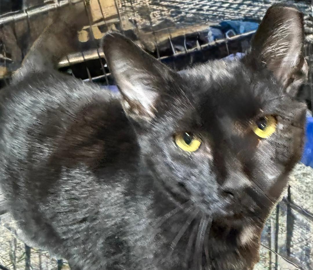 Enlarge MIKEY, a Adoptable Domestic Short Hair in Gresham, WI image 1/1