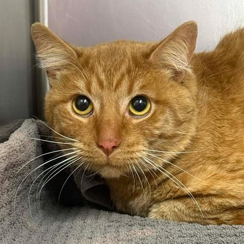 Enlarge Baby Boy, a ADOPTABLE Domestic Short Hair in Perkiomenville, PA image 1/1