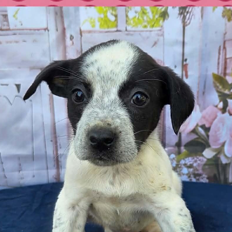 Donna, ADOPTABLE, Puppy Female Australian Cattle Dog / Blue Heeler & Hound.