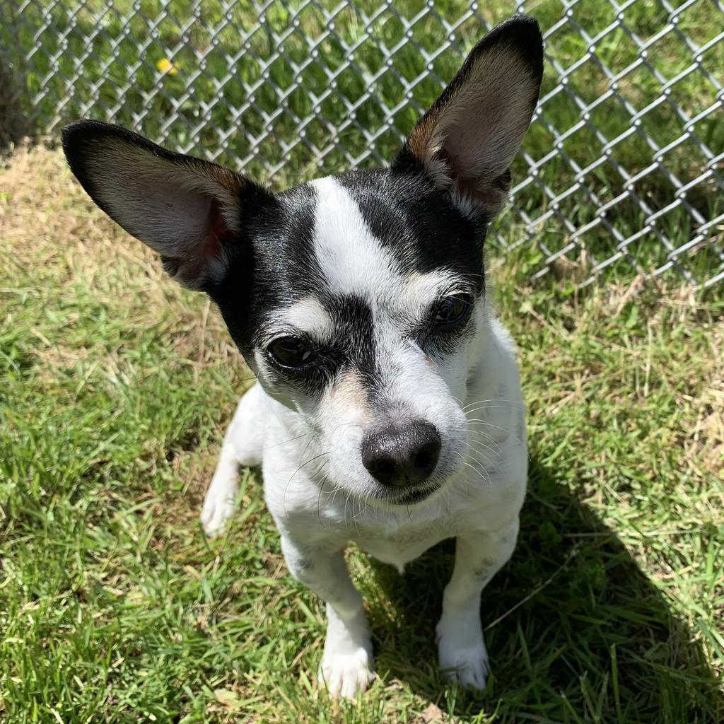 Enlarge Jax, a Adopted Chihuahua in Eastsound, WA image 1/2