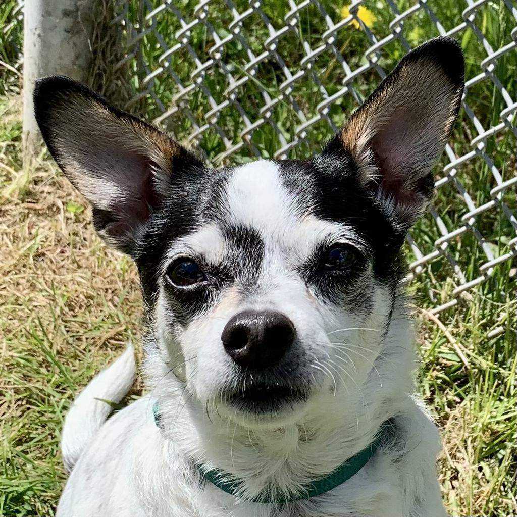 Enlarge Jax, a Adopted Chihuahua in Eastsound, WA image 2/2