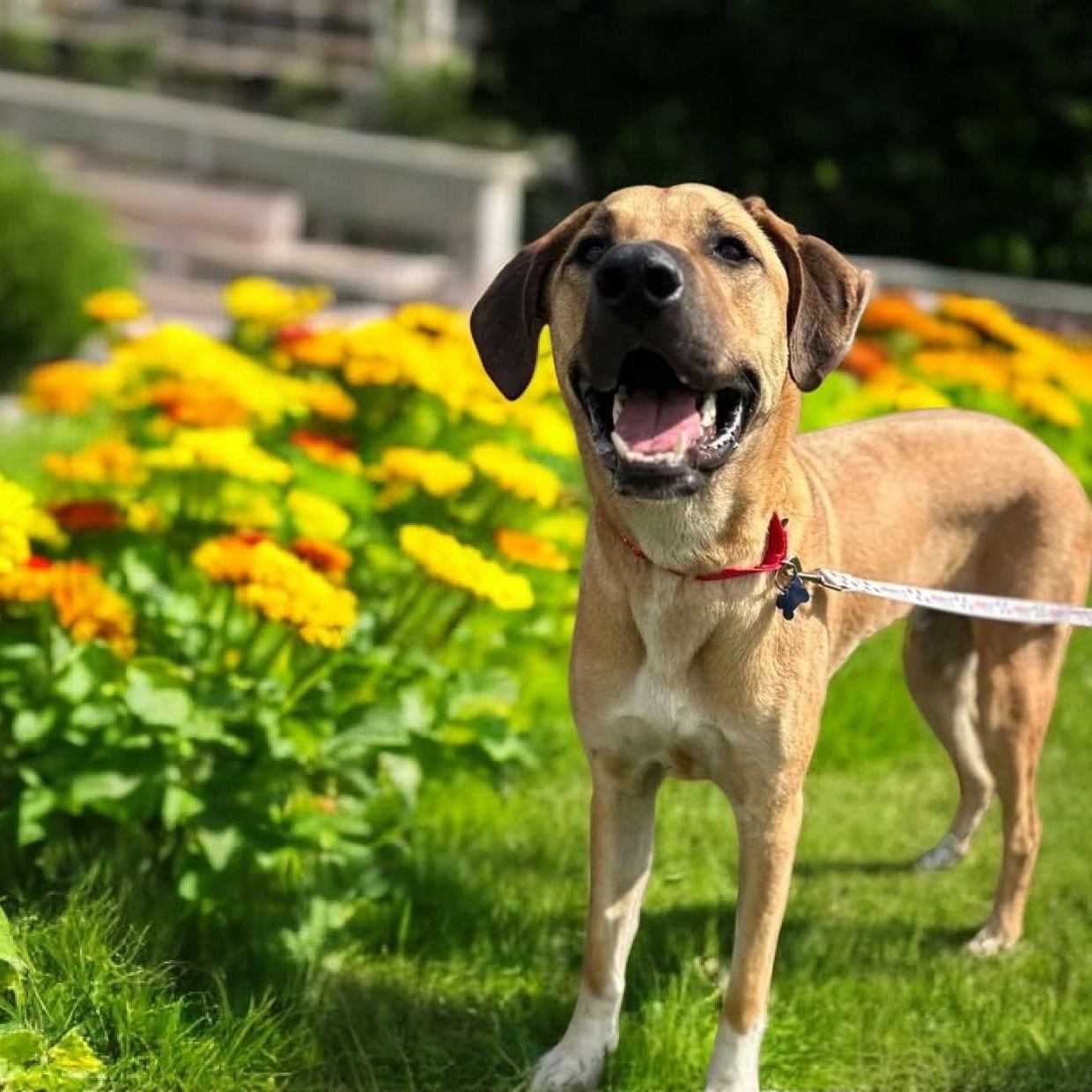 Enlarge Big Sam, a Adoptable mixed breed in Springfield, MO image 4/6