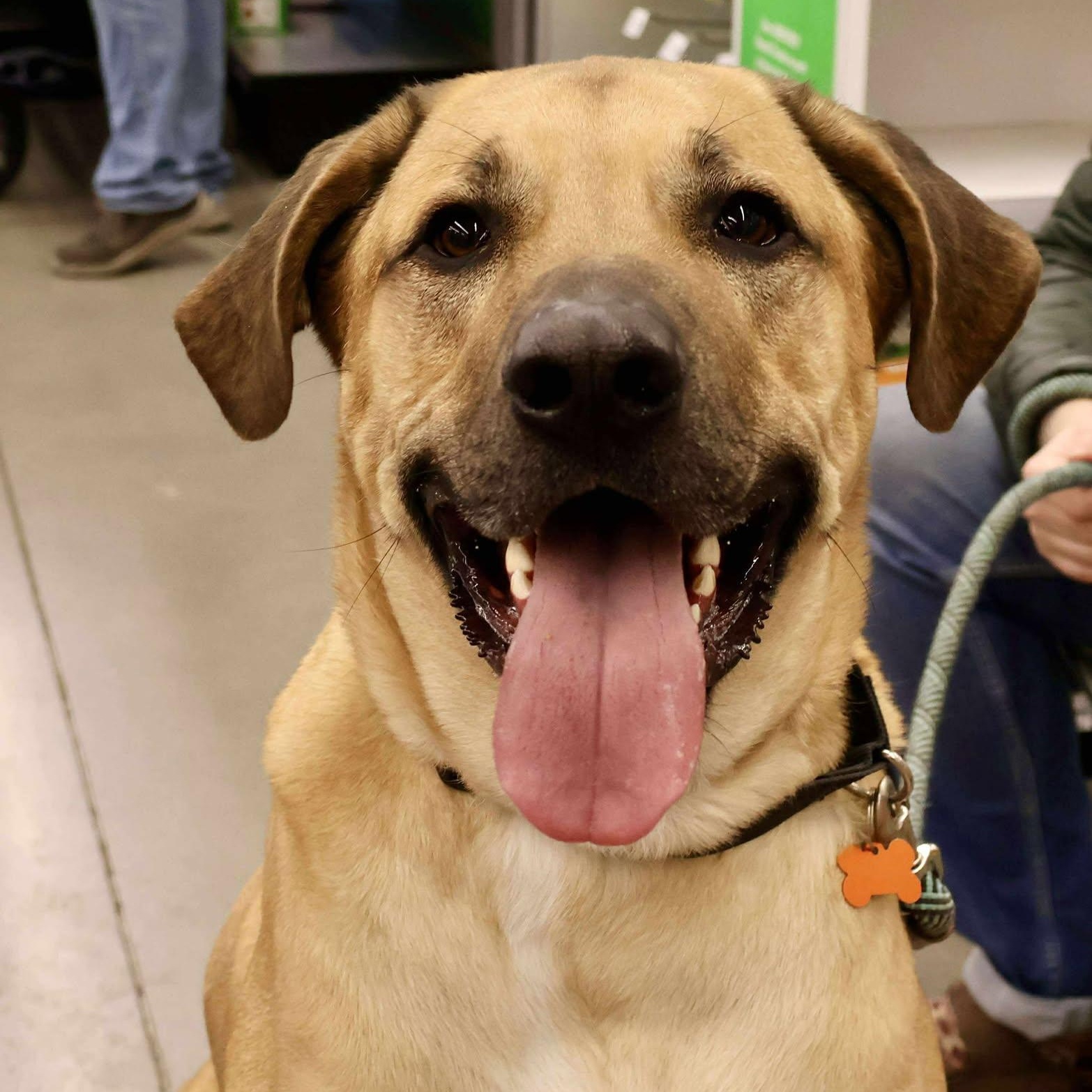 Enlarge Big Sam, a Adoptable mixed breed in Springfield, MO image 3/6