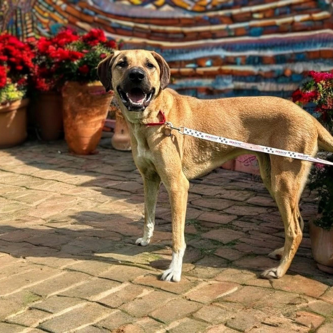 Enlarge Big Sam, a Adoptable mixed breed in Springfield, MO image 5/6